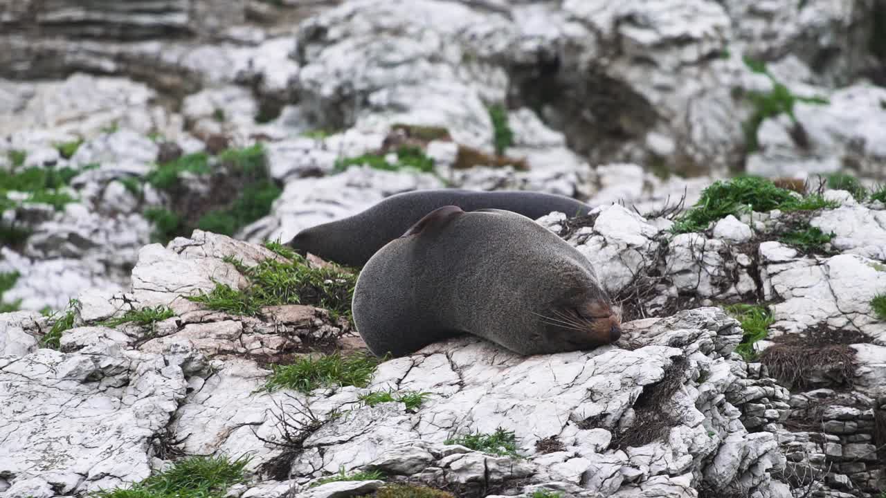 Una bellissima giovane foca di Kaikoura sdraiata e che si rotola sul terreno ghiacciato della Nuova Zelanda - primo piano