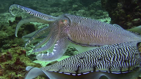 Courtship-behavior-of-Pharaoh-cuttlefish