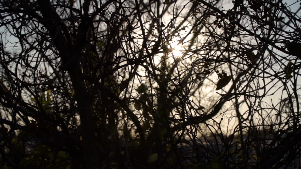 Sunset Through Silhouetted Branches