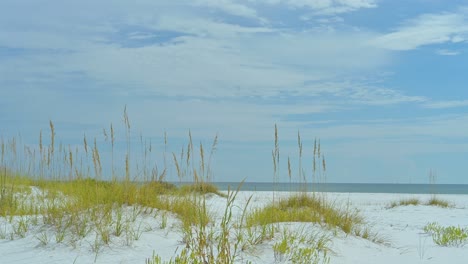 dunes with sea oats at the national seashore since clear drive sky, white sand, clear emerald water pensacola to navarre beach