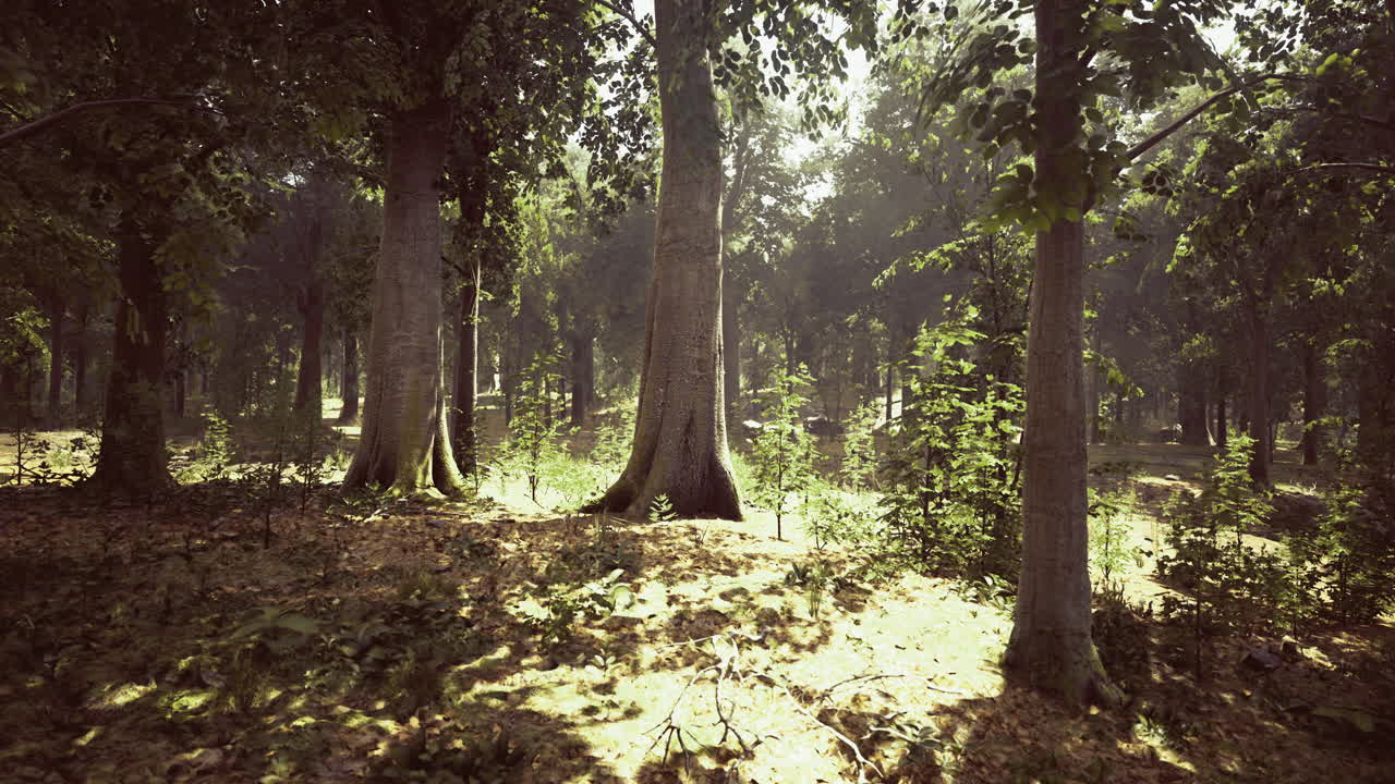 la luz del sol filtrándose a través de un bosque tranquilo