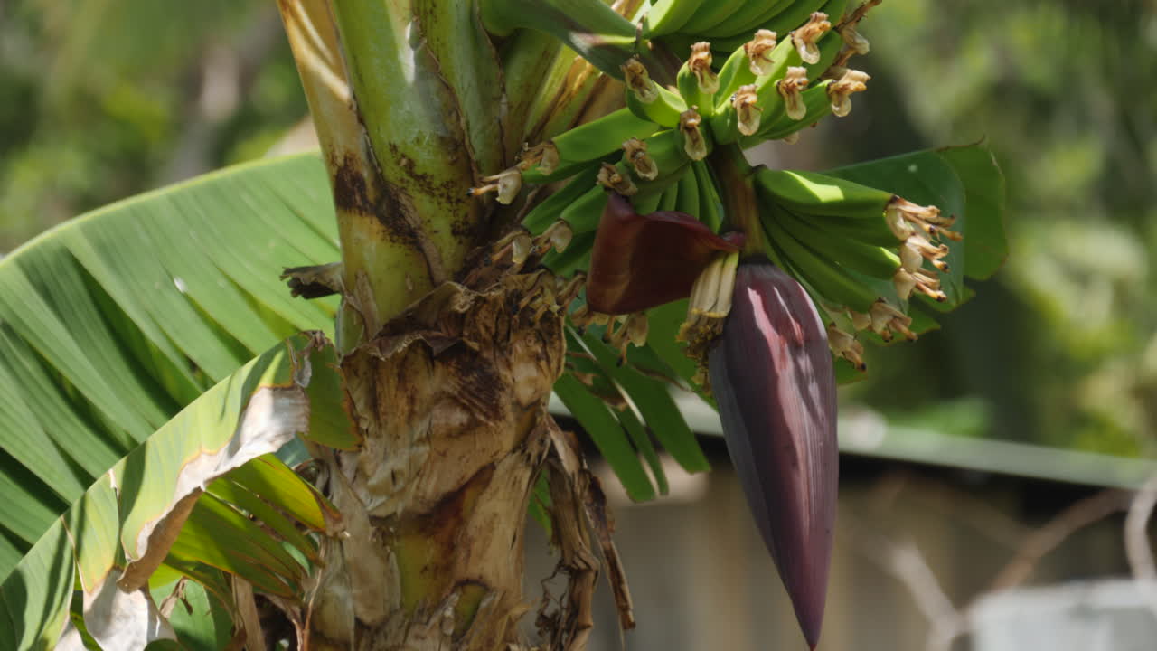 pequeños dedos de plátano que crecen en racimo en una planta de plátano tropical en flor