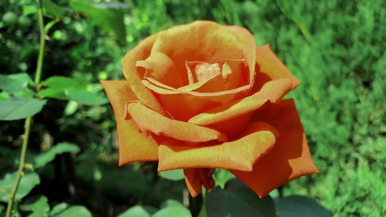 Zooming in on an orange rose in full bloom