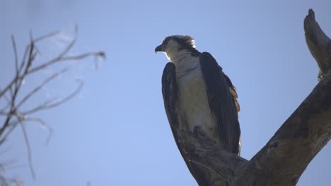 águila-Pescadora-Acicalándose-En-La-Rama-De-Un-árbol-En-Florida