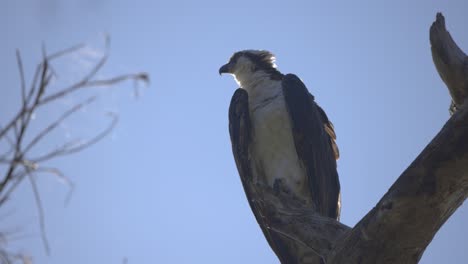 águila mariposa se arregla en una rama de un árbol en florida