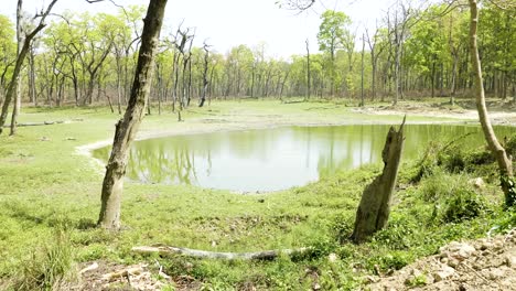 lake with crocodile in rainforest in the national park chitwan, nepal.