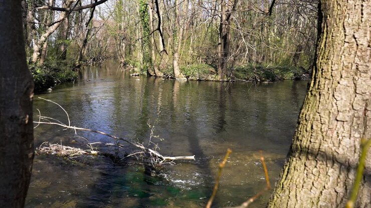 palude naturale con acqua limpida e pochi alberi in una giornata primaverile