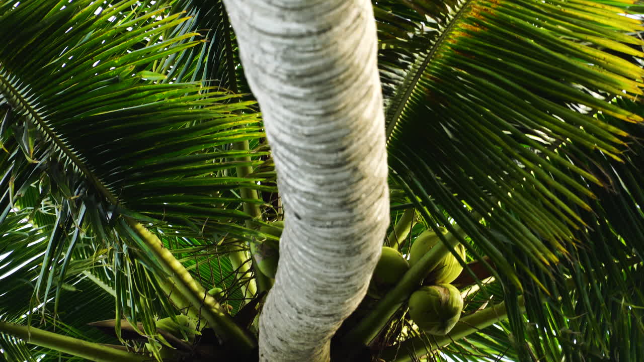 푸른 하늘 배경으로 녹색 야자수