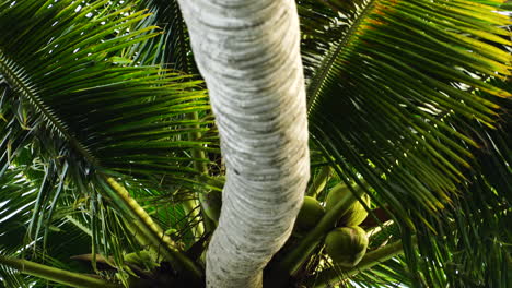 Green-palm-trees-with-blue-sky-background