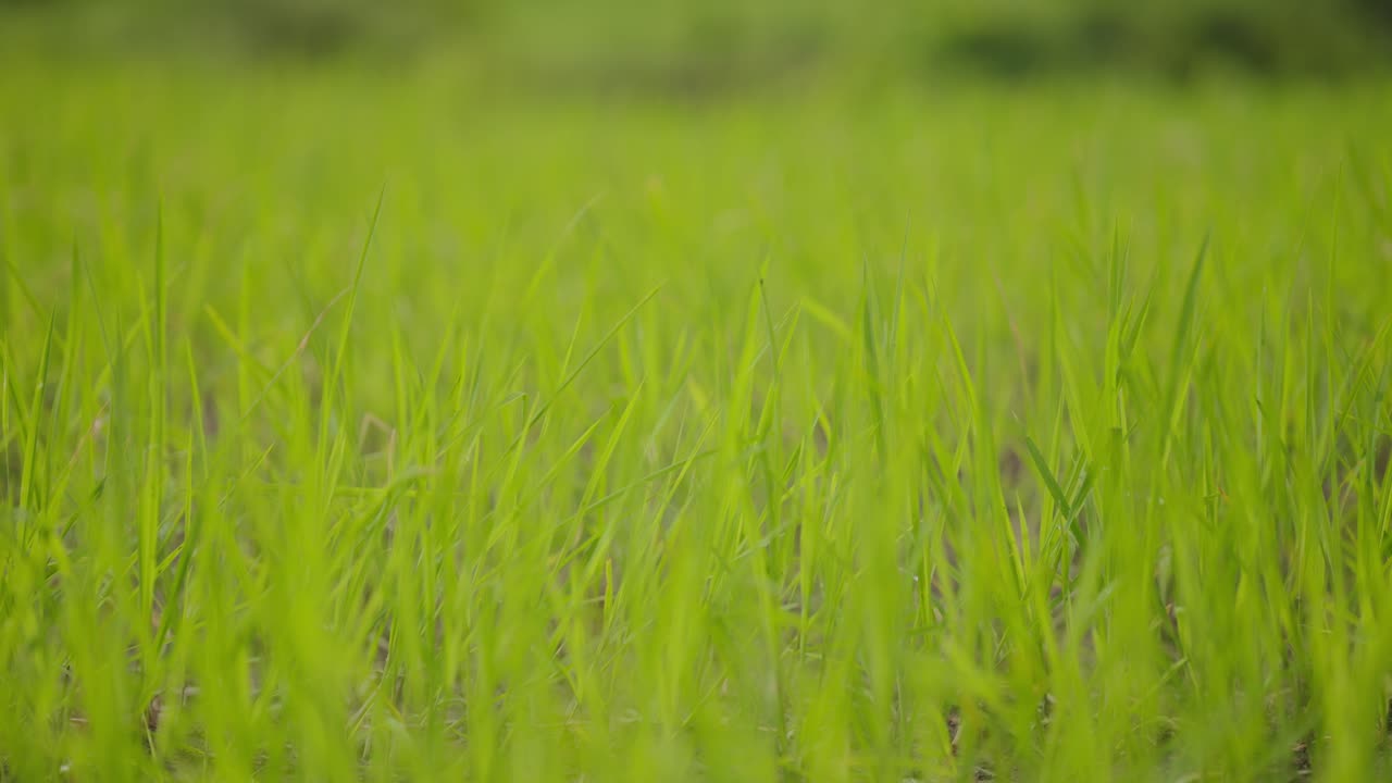 Indian female farmer planting rice plants by hand in flooded paddy field, traditional rural farming scene, 4k video