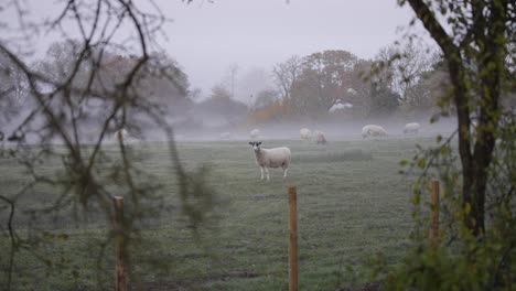 Sheep-standing-still-in-misty-field