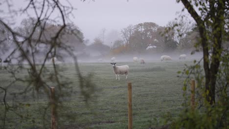 sheep standing still in misty field