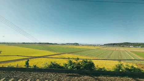 japanese countryside rice fields seen from a train