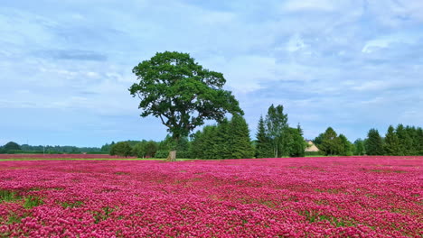 Aufnahme-Von-Farbenfrohen-Rosa-Tulpen,-Die-An-Einem-Bewölkten-Frühlingstag-Auf-Einem-Feld-Wachsen