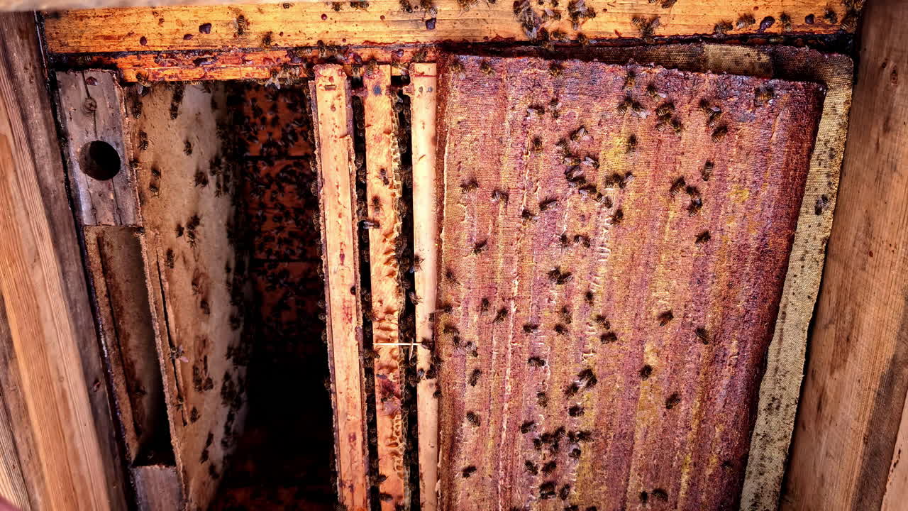 The wooden cover of a beehive is peeled back revealing a hive of honeybees, close up