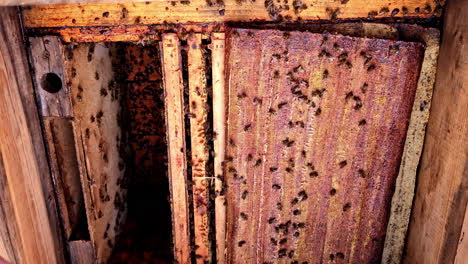 the wooden cover of a beehive is peeled back revealing a hive of honeybees, close up