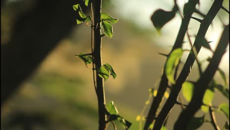 close-up of a thorny vine