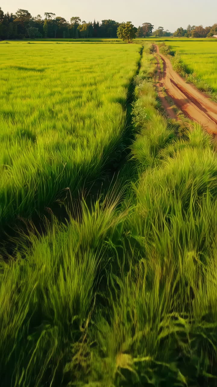 Risaia scenografica con strada sterrata