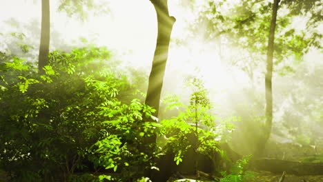 Sunlight filtering through green foliage in a serene forest setting