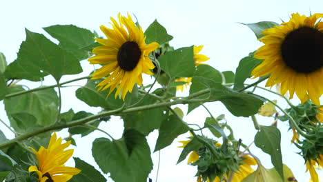 Cabeza-De-Girasol-Amarilla-Que-Florece-Con-El-Tiempo