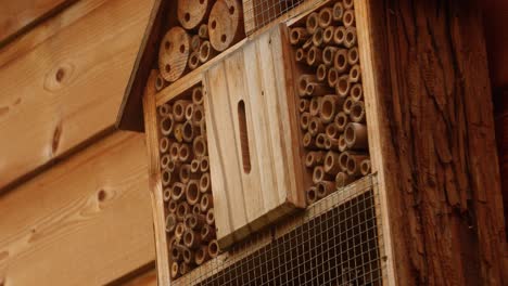 A-wild-bee-flies-to-an-insect-hotel-and-crawls-into-a-hole-on-a-sunny-spring-day