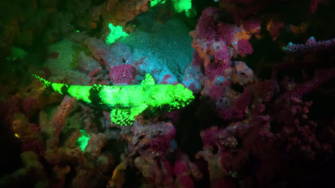 un pez lagarto en un arrecife de coral fluoresce en luz azul por la noche
