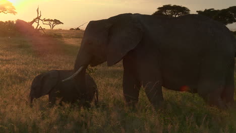 Afrikanischer-Elefant,-Kleines-Baby-Mit-Mutter,-Das-Bei-Sonnenuntergang-Im-Grasland-Isst,-Amboseli-N