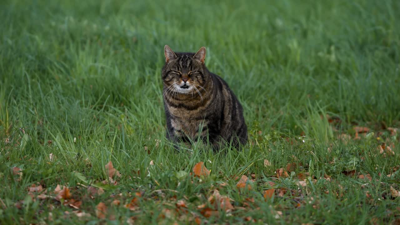 hermoso gato se sienta en un campo verde césped en el clima ventoso