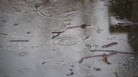 La-Lluvia-Provoca-Ondas-En-Un-Charco-Lleno-De-Palos-Y-Hojas