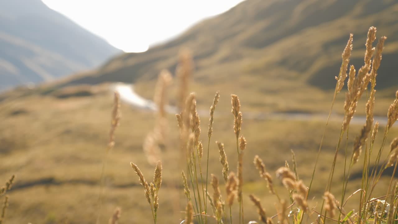 Static shot of tall dry grass in the wind with blurred road and hillside in the background on hot summer day in 4K.