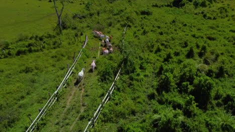 Aerial-shot-of-cows-in-a-ranch