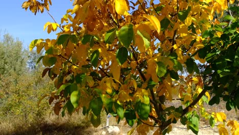 Gelbes-Blatt-Im-Wald