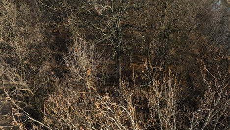 Flyover-Forest-With-Dried-Trees-And-Leafless-Branches