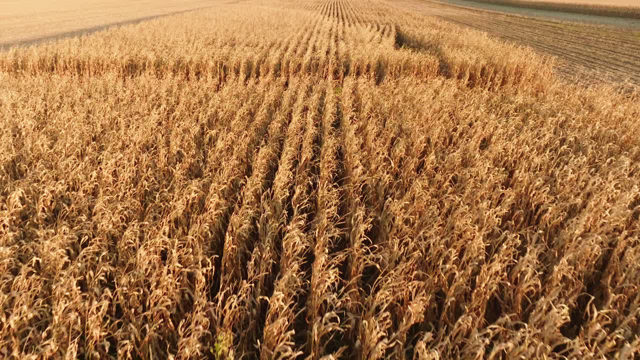 Aerial view of a golden cornfield during harvest season, with rows of corn stretching into the distance, representing the bounty of agriculture and the beauty of nature. (4K)