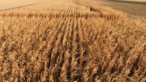 aerial view of a golden cornfield during harvest season, with rows of corn stretching into the distance, representing the bounty of agriculture and the beauty of nature. (4k)