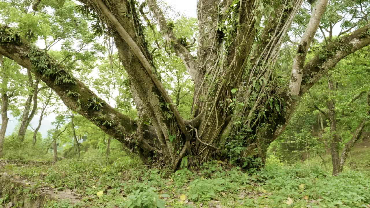 Green park in Pokhara, Nepal.