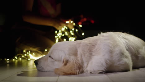 Seitenansicht-Eines-Schlafenden-Hundes,-Im-Hintergrund-Bereitet-Der-Besitzer-Girlanden-Zur-Dekoration-Des-Hauses-Vor-Und-Der-Kamin-Brennt.-Weihnachten-Und-Silvester