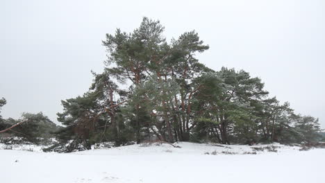 Baumgruppe-In-Schneebedeckten-Dünen---Gesperrter-Schuss