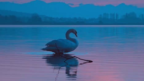 Cisne-Mudo-Aislado-Trompeteando-Mientras-Hace-Ruidos-Y-Mueve-Sus-Alas-En-Una-Escena-De-Lago-Azul,-Especie-De-Olor-Cygnus