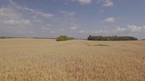 Camera-flying-over-a-golden-wheat-ears-on-a-wheat-field-during-harvest-season