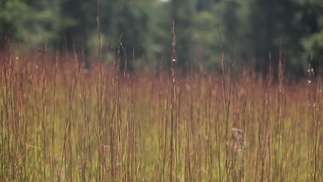 Close-up-to-red-grass-in-a-peaceful-meadow-under-strong-sun