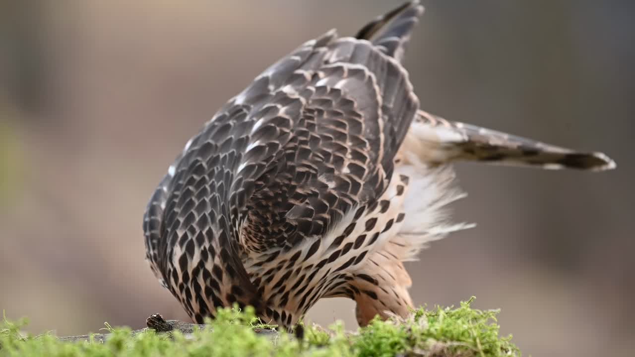 Close up of juvenile Eurasian Goshawk feeding on prey with soft, blurred background.