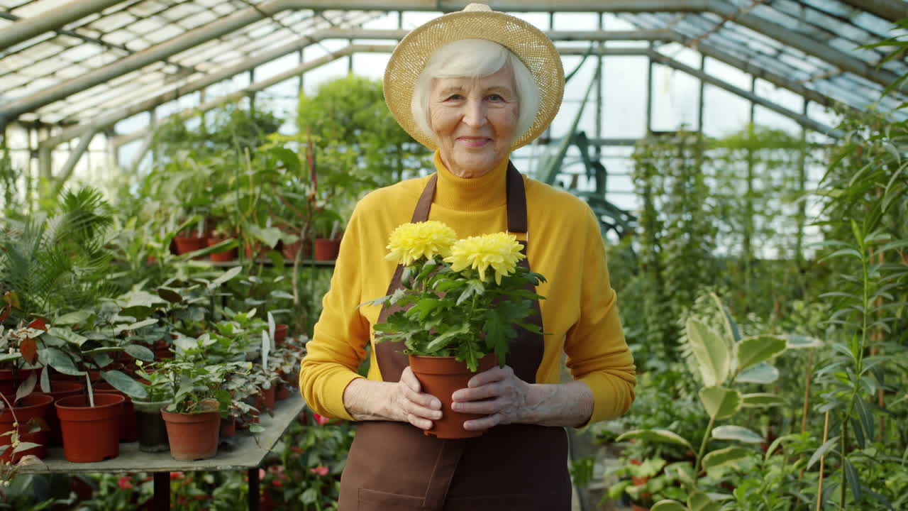 Senior Woman Gardener in Greenhouse with Yellow Flowers