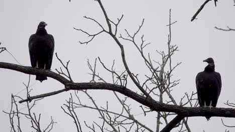 Two-Black-Vultures-perch-on-a-branch