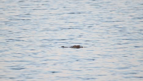 Seen-with-its-head-above-the-water-going-to-the-left-while-stalking-for-its-prey,-Siamese-Crocodile-Crocodylus-siamensis,-Thailand