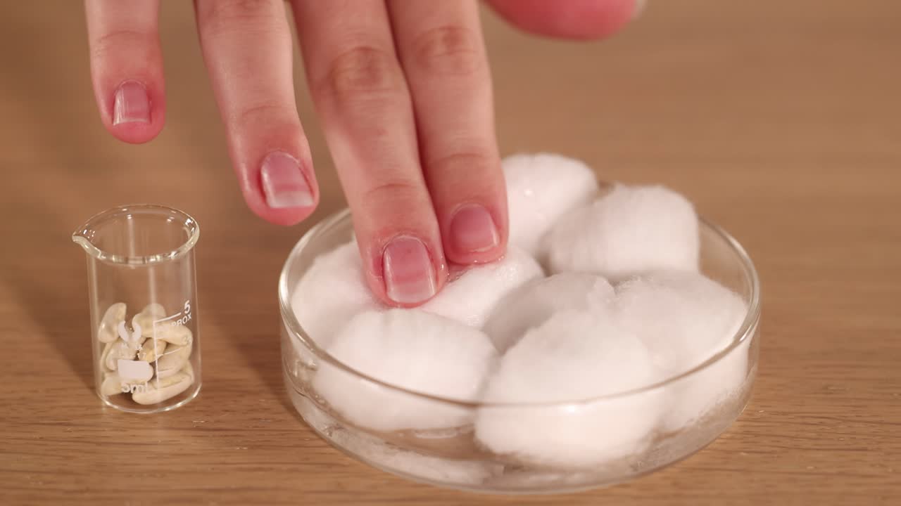 A hand arranges cotton wool in a dish beside a beaker of seeds on a lab table
