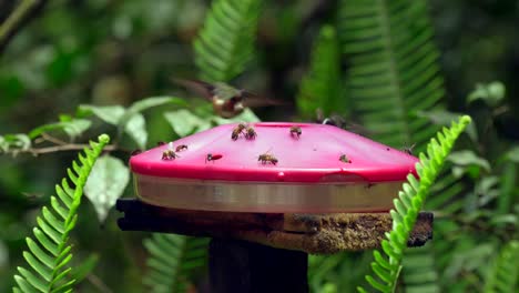 Hummingbirds-and-bees-fly-and-drink-from-a-sugar-feeder-in-Ecuador,-South-America