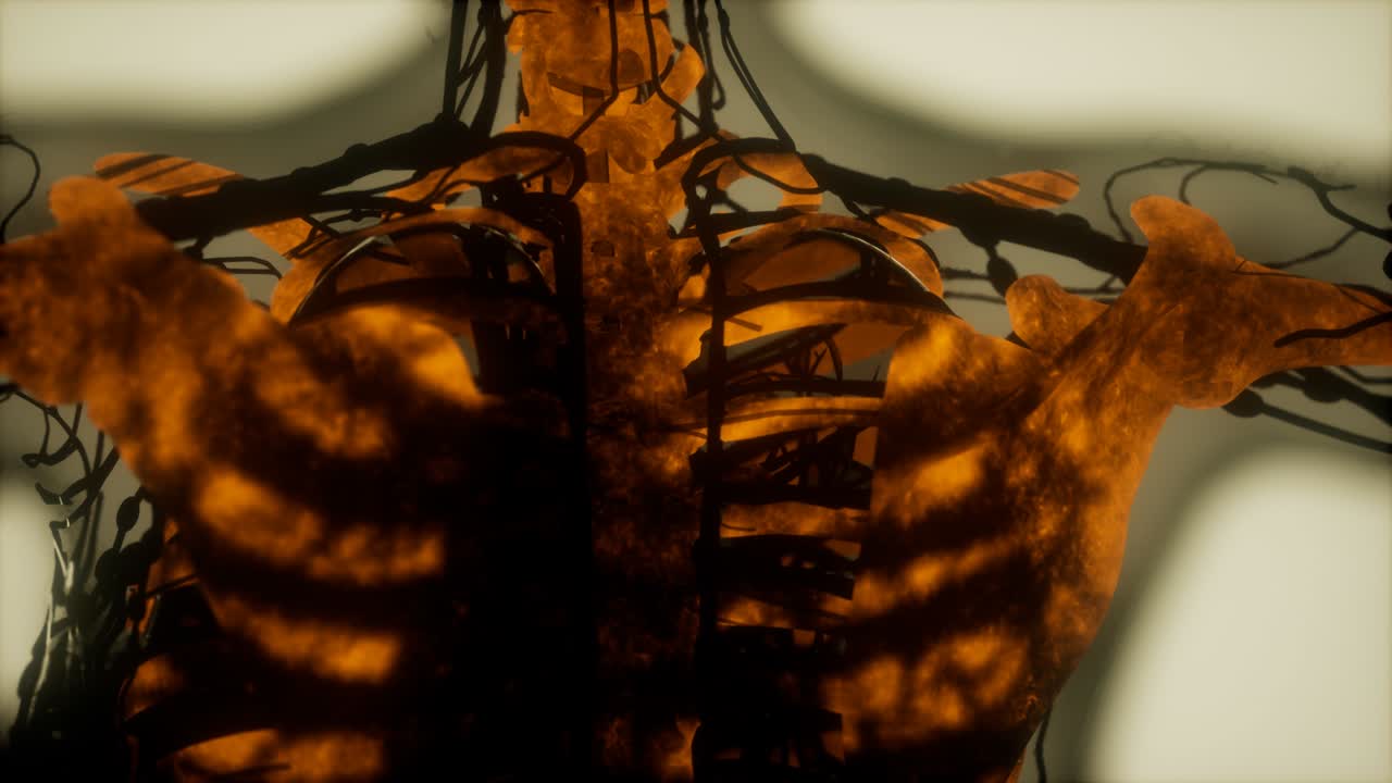 los huesos del esqueleto humano escanean brillando