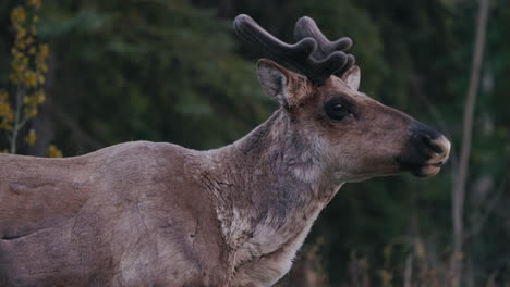 Reindeer-Munching-In-The-Wilderness-Near-Carcross,-Yukon,-Canada