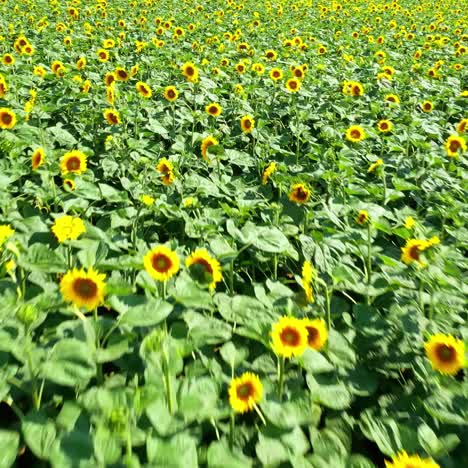field with blooming sunflowers